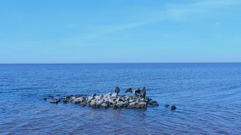Migratory bird (cormorant)  in slow motion  Stock-Footage 121780193
