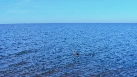 Migratory bird (cormorant)  in slow motion flying Stock Footage 121782641