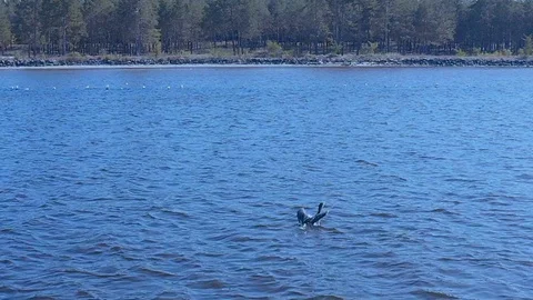 Migratory bird (cormorant)  in slow motion flying Stock Footage 121783583