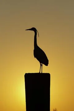 Migratory Bird Foto stock