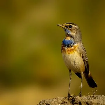 Migratory bird. Stock Photos