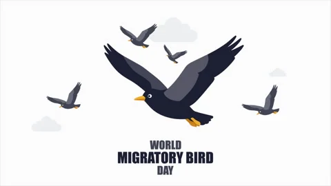 Migratory bird world day Stock Footage 339299701