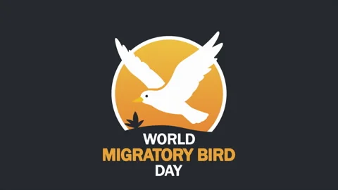 Migratory bird world day logo Stock Footage 334336980