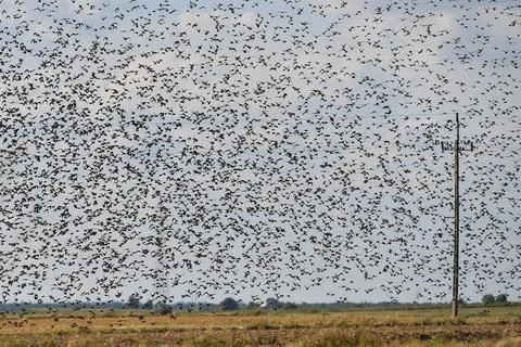 Migratory birds above Piaski village, Poland - 03 Sep 2020 Stock Photos