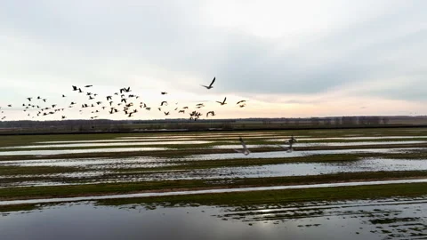 Migratory birds are return. Geese Bird Migration in sky on sunset. Video stock 265907898