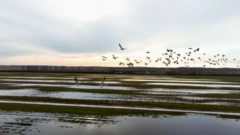 Migratory birds are return. Geese Bird Migration in sky on sunset. Vídeos de archivo 265908136