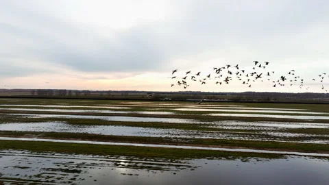 Migratory birds are return. Geese Bird Migration in sky on sunset. Video stock 265909405