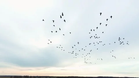 Migratory birds are return. Geese Bird Migration in sky on sunset. Video stock 265909673