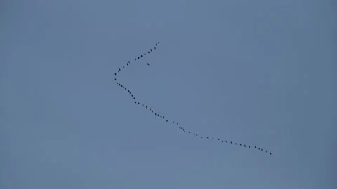 Migratory birds blue sky. Vídeos de archivo 167947738