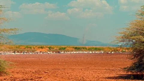 Migratory birds with dust devil in background Stock Footage 73817400