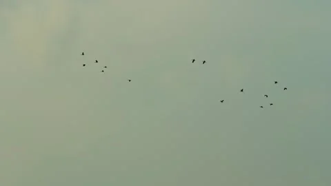 Migratory Birds Flight Pattern in the Evening Air. Video stock 334654928