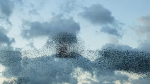 Migratory Birds flock formation flying for seasonal migration,wildlife nature Stock Footage 221747218