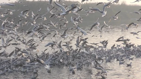Migratory birds flocking over river and in many groups Stock Footage 126766375