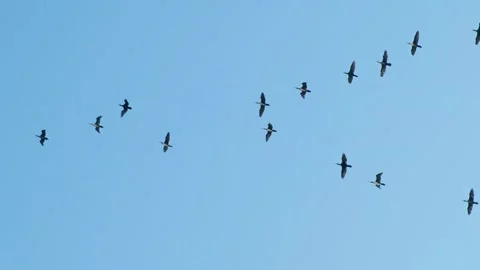 Migratory birds fly 스톡 동영상 294987848