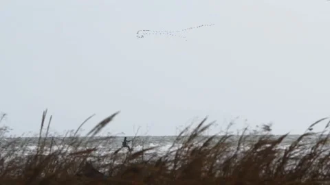 Migratory birds fly in V formation over sea, autumn migration of wildlife Stock Footage 260599733