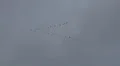 Migratory birds flying formation HD Footage