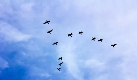 Migratory Birds Flying Stock Photos