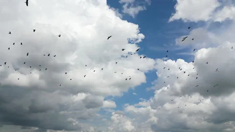 Migratory birds flying in synchronized pattern, gliding gracefully through Stock Footage 318320819