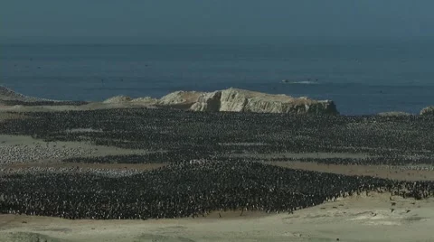 Migratory birds Stock Footage 52254705