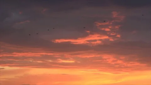 Migratory birds Stock-Footage 72983850