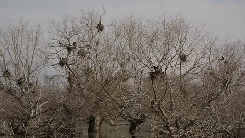 Migratory birds Stock Footage 103537120