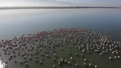 Migratory birds 库存影片 148497167