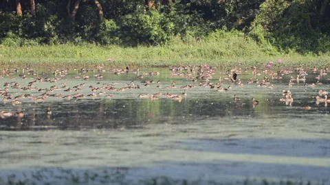 Migratory birds Stock Footage 251576779