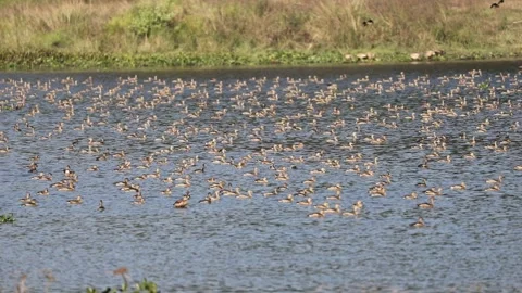 Migratory birds Stock Footage 251576780