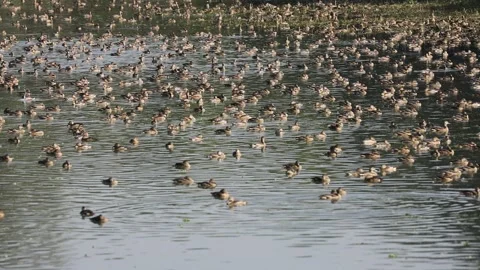 Migratory birds Stock Footage 251576782