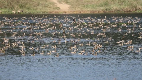 Migratory birds Stock Footage 251576788