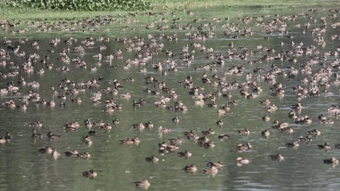 Migratory birds Stock Footage 251576851