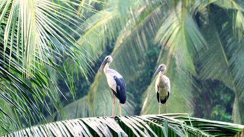 Migratory birds Stock Footage 294769044