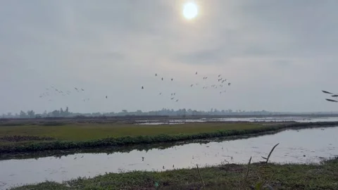 Migratory birds Stock Footage 324515496