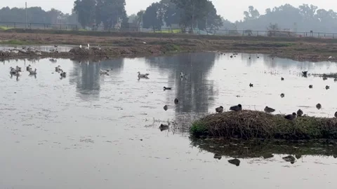 Migratory birds Stock Footage 324515527