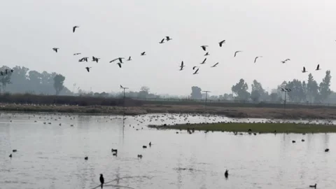 Migratory birds Stock Footage 324515530