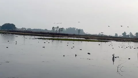 Migratory birds Stock Footage 324515554