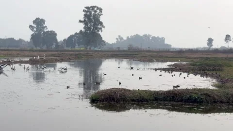 Migratory birds Stock Footage 324515559