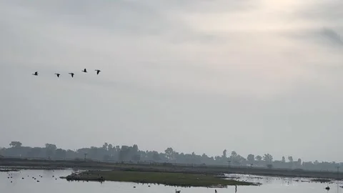 Migratory birds Stock Footage 324515585