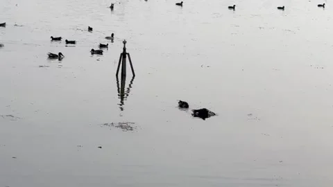 Migratory birds Stock Footage 324515635