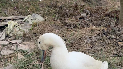 Migratory birds Stock Footage 324515656