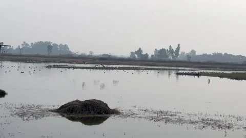 Migratory birds Stock Footage 324515677