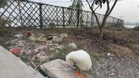 Migratory birds Stock Footage 324515681