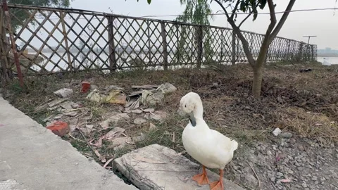 Migratory birds Stock Footage 324515717