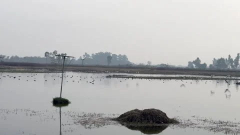 Migratory birds Stock-Footage 324515755