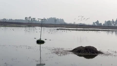 Migratory birds Stock Footage 324515776