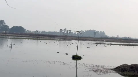 Migratory birds Stock-Footage 324515786