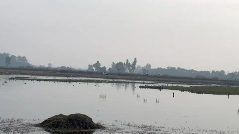 Migratory birds Stock Footage 324515837