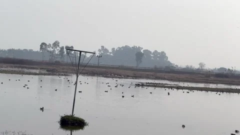 Migratory birds Stock Footage 324515865