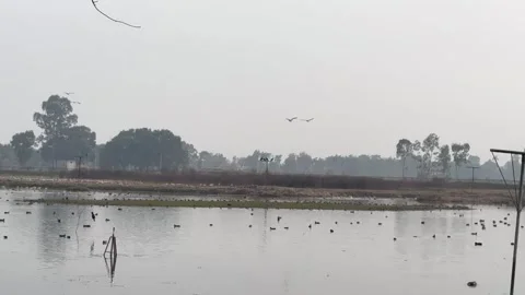 Migratory birds Stock Footage 324515867