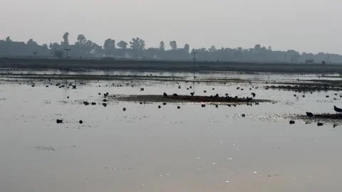 Migratory birds Stock Footage 324515934